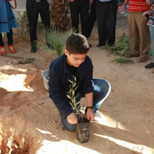 jeune plante olivier